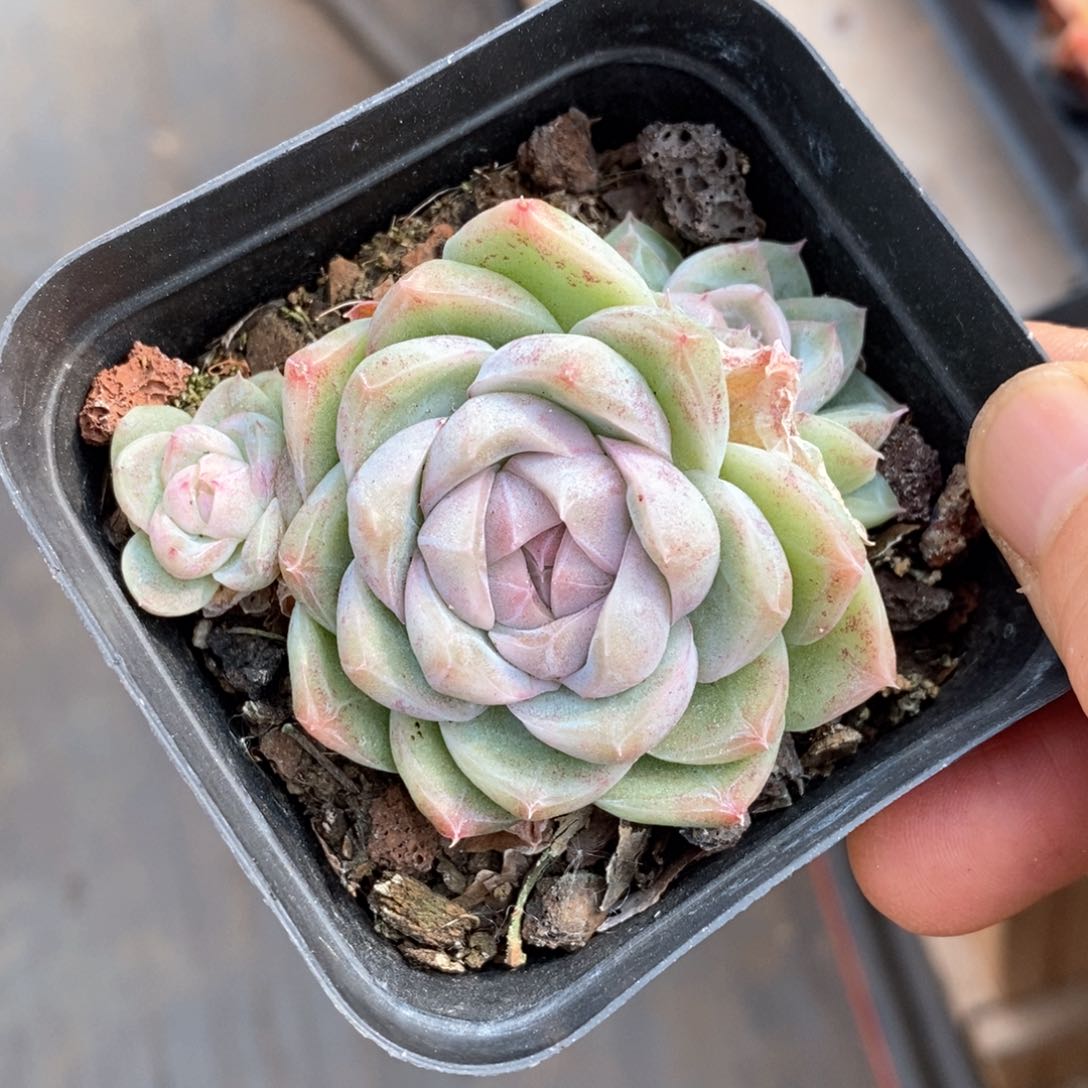 精品多肉一物一拍不包整430