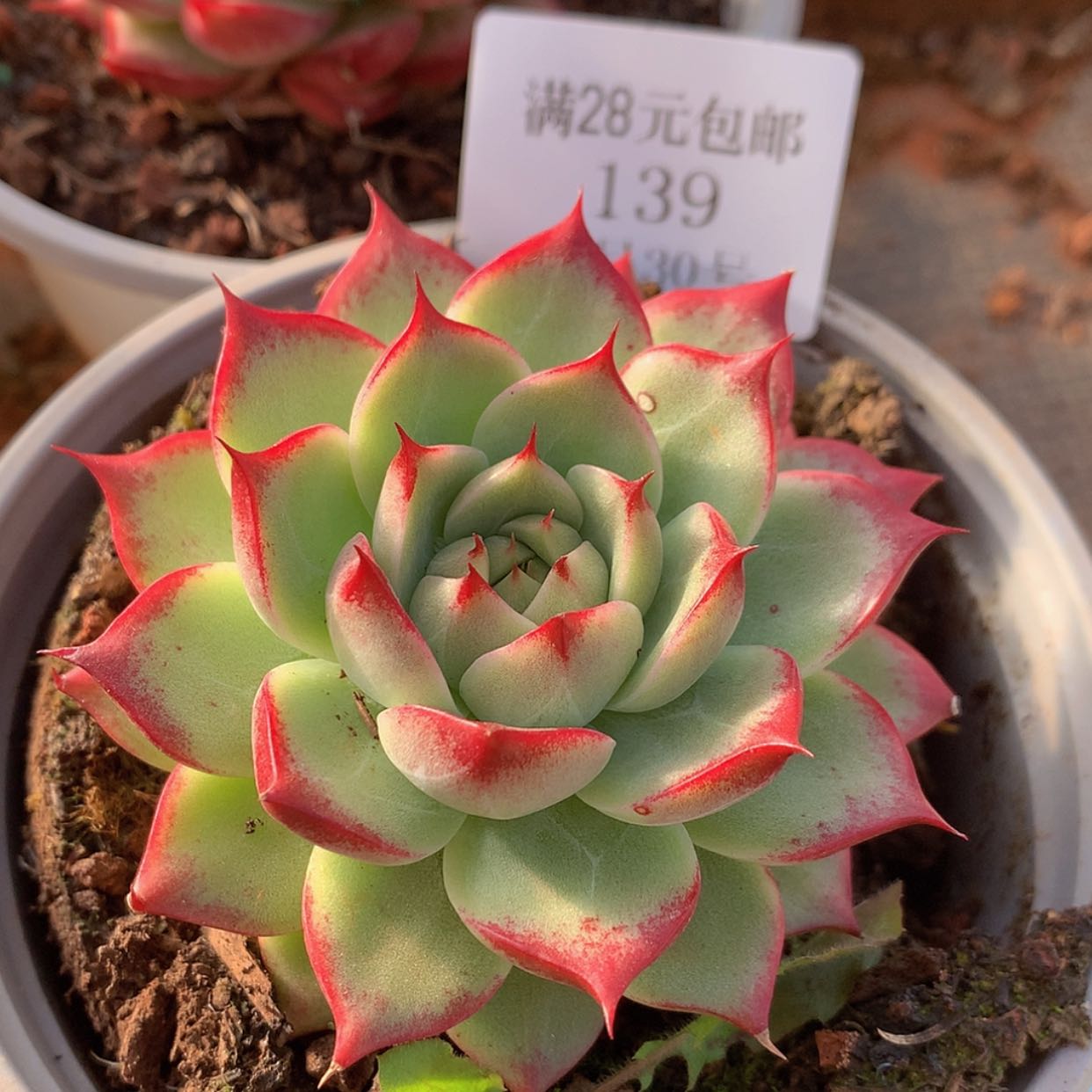 【闪购商品】云139号