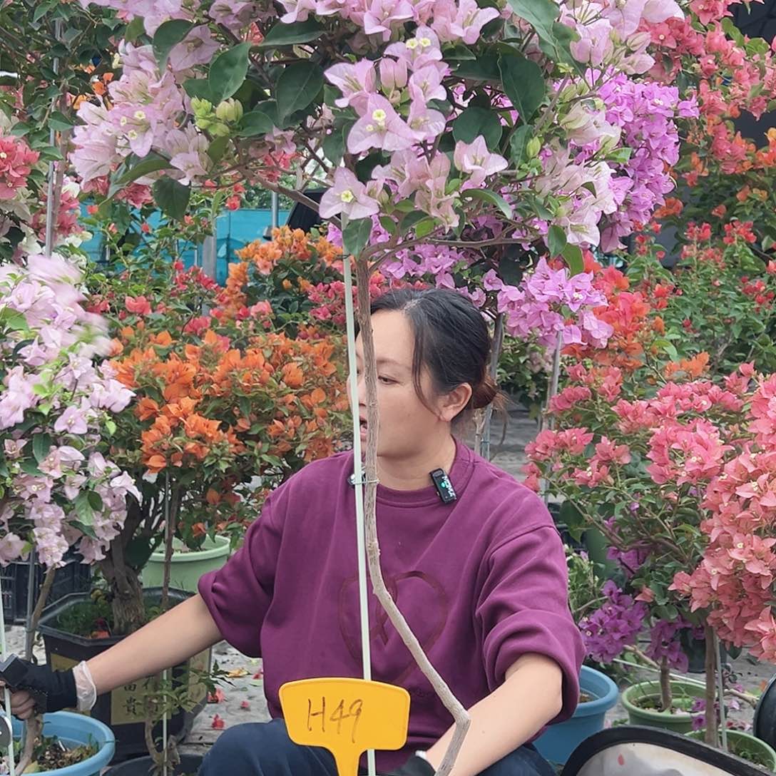 浅***然大部分花苞少量开放H49丽娜