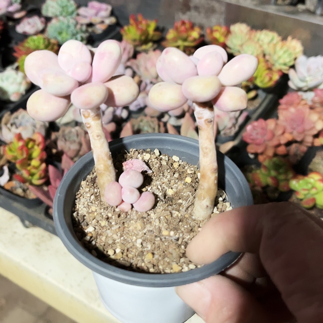 温***城112多肉植物提取萃取剂