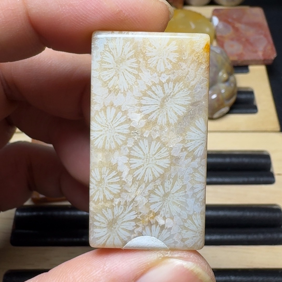 硅化珊瑚（珊瑚玉）纯天然色有机玉石未镶嵌