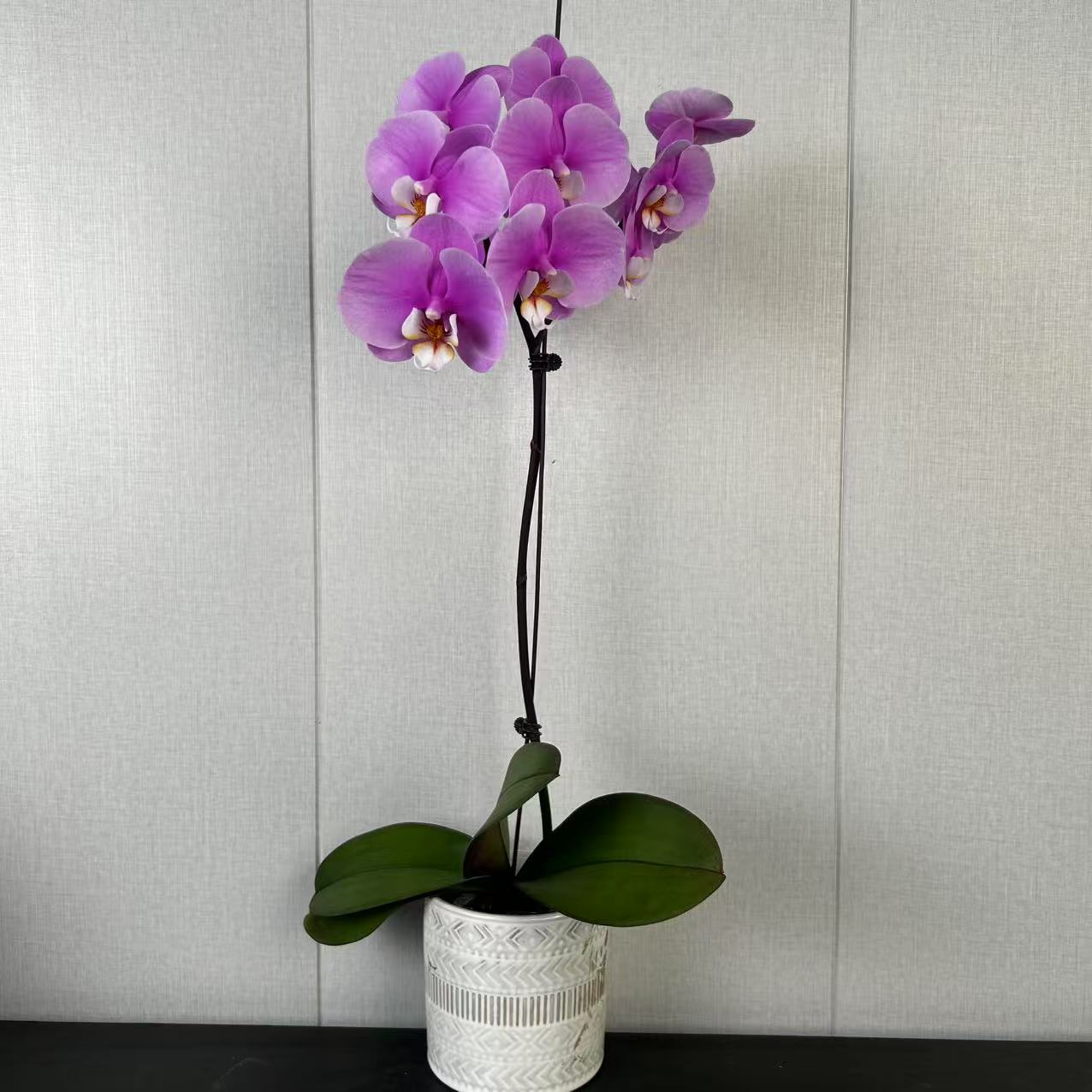 【花之漫】两颗(安娜）2.8寸杯单双混剑蝴蝶兰花卉