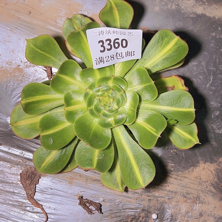 3360暴君多肉植物