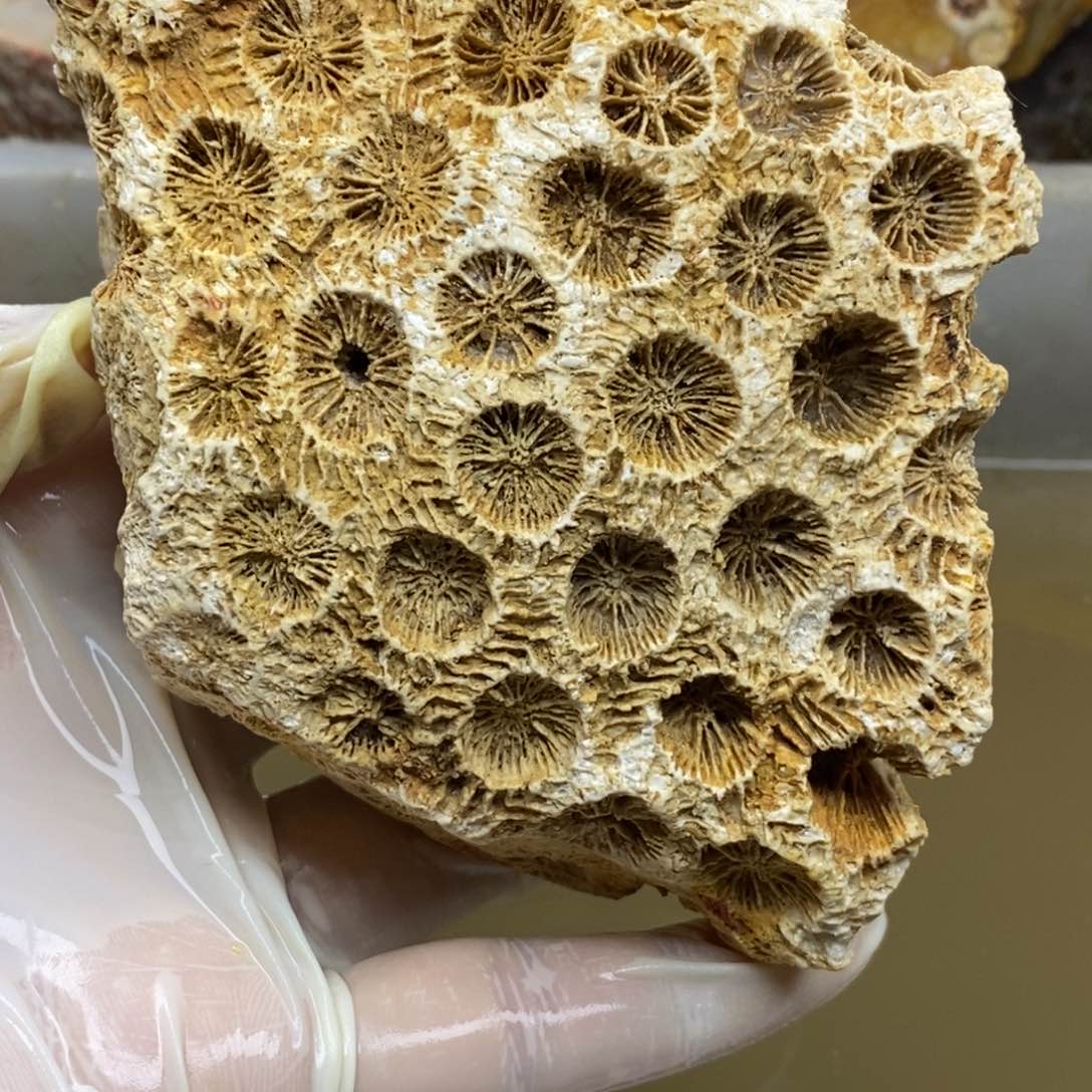 【闪购商品】硅化玉珊瑚玉未镶嵌