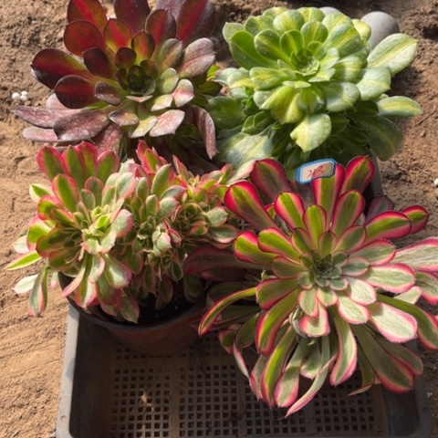 213多肉植物组合