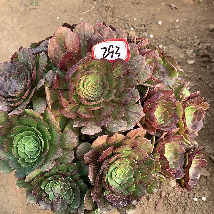 花月夜多肉植物293