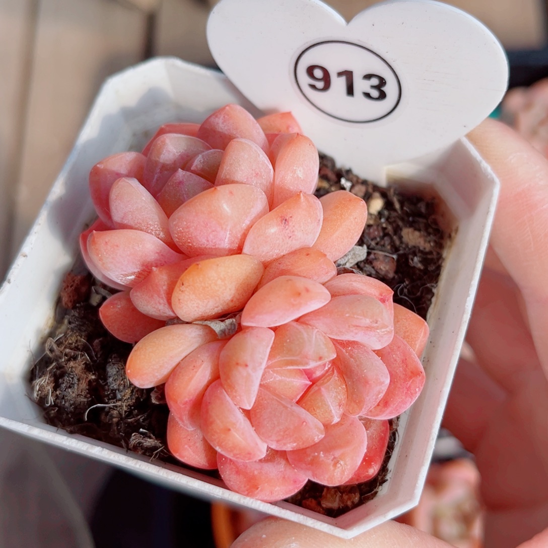 913号小老桩糖心双头