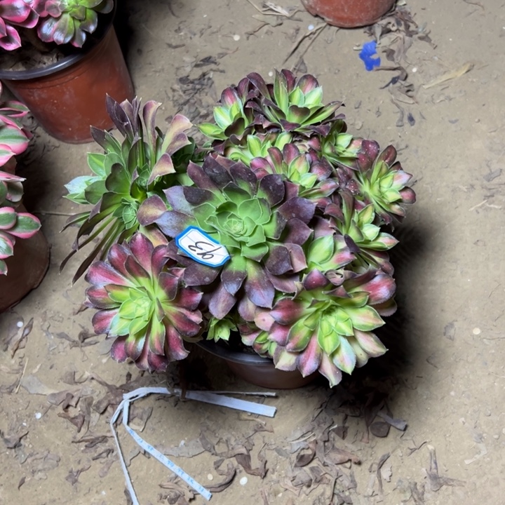 水***澜多肉植物砍过法师93