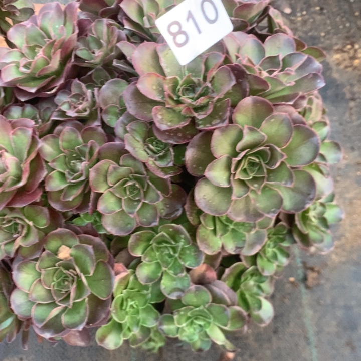 梅***810玫瑰多少肉植物