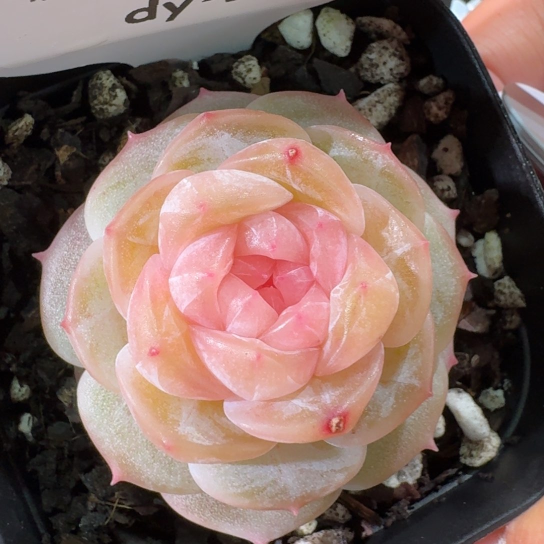 0129-0212-粉心单头