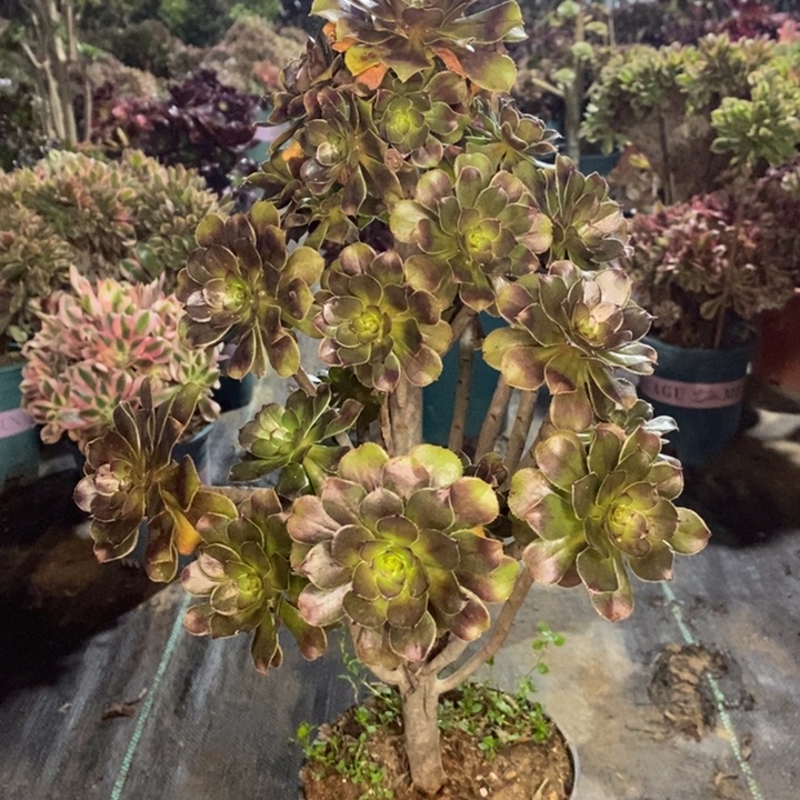 灰法多肉植物31。 