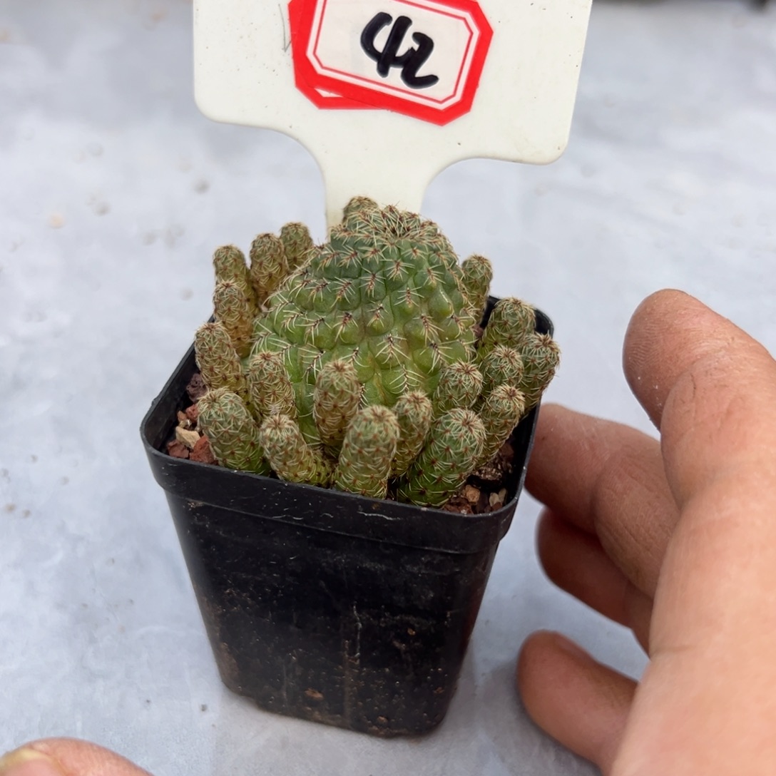 S***K42往事多肉园仙人球开花