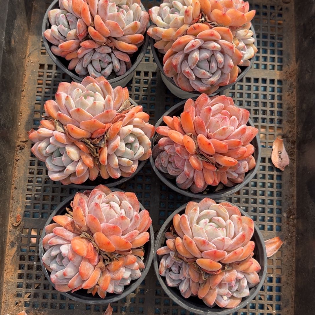 带盆发发     773号新疆西藏内蒙古不包邮不