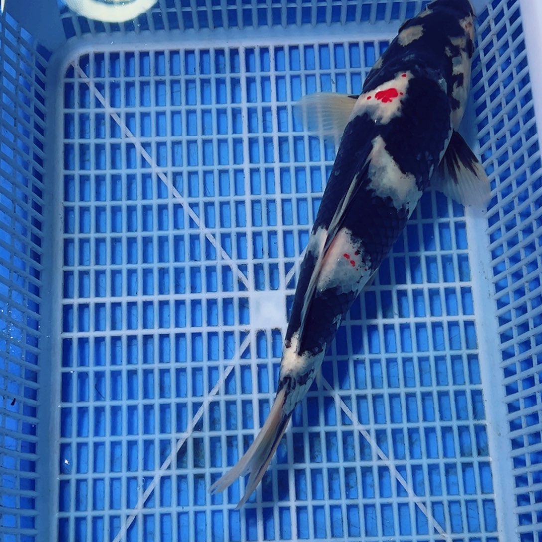 锦鲤锦鲤观赏鱼1122