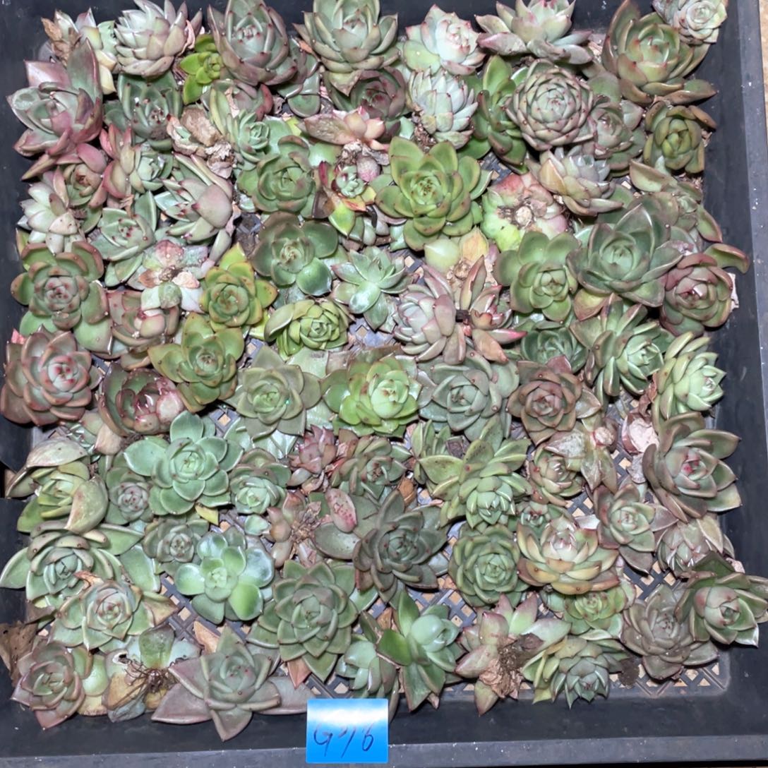 一筐特价福利不售后多肉2916大
