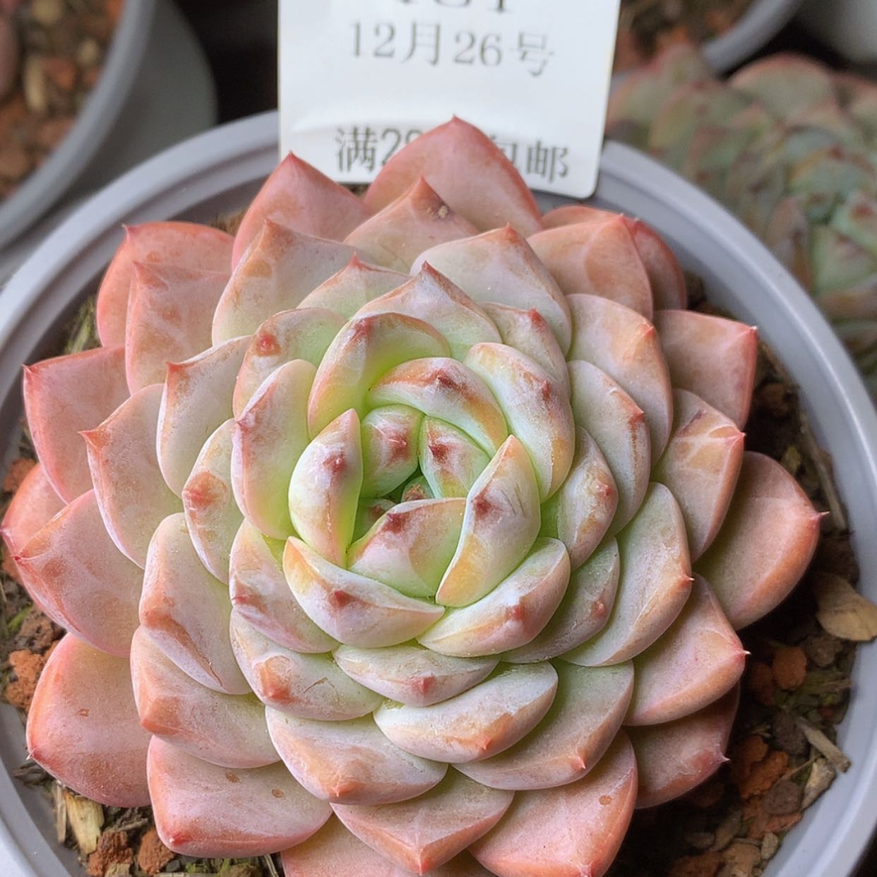 【闪购商品】云181号冰魄8厘米