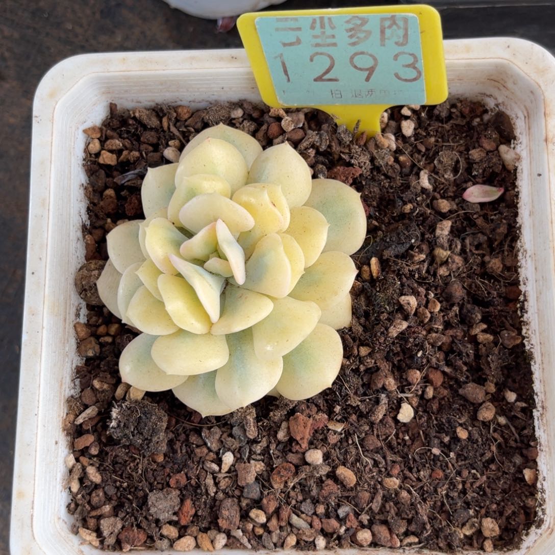 云尘多肉一物一拍1293