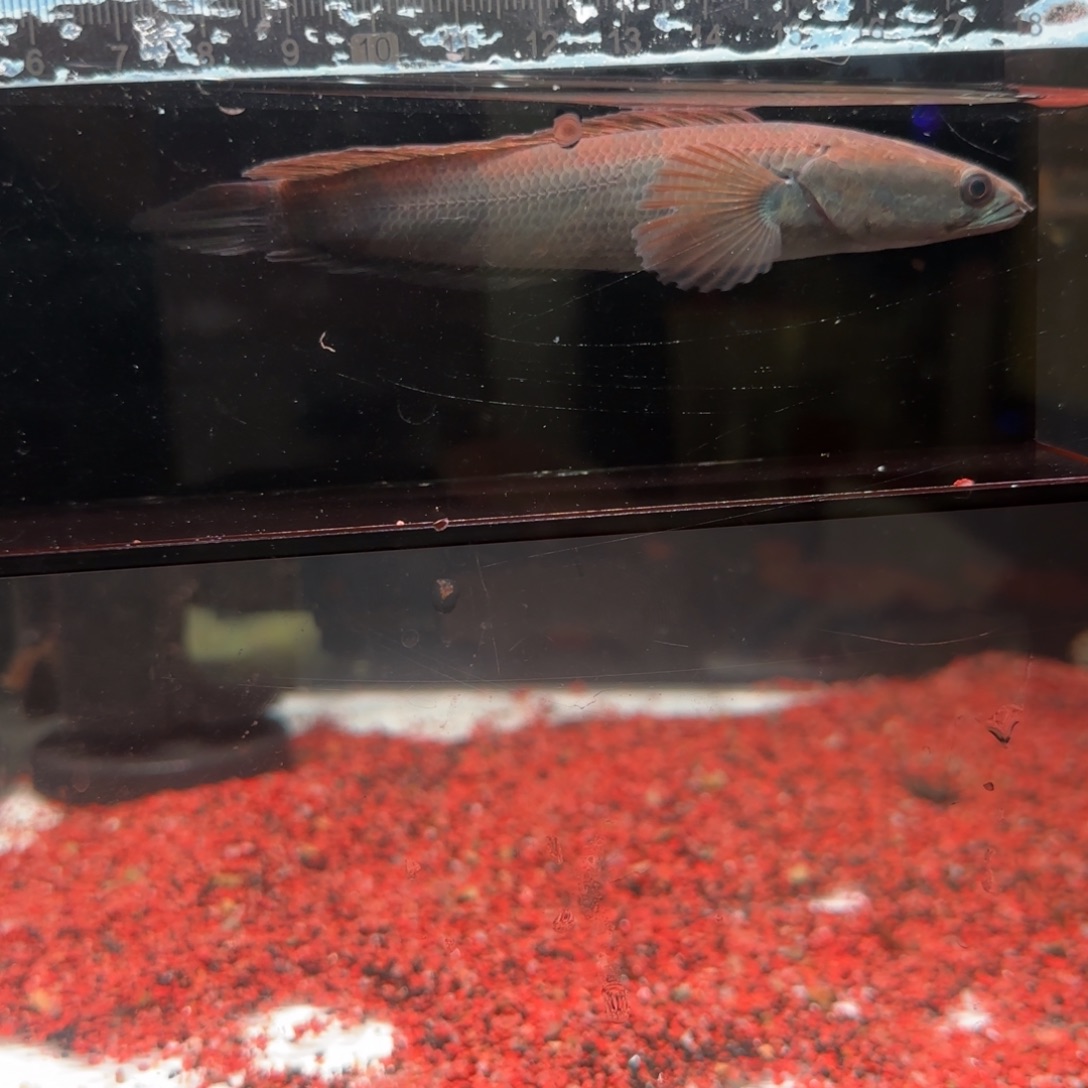 雷龙鱼庞卡兰布翁对图一条