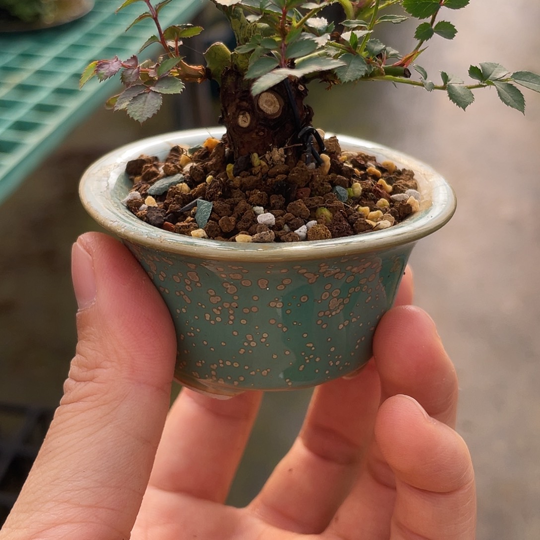 往***生完全开放原生雪球