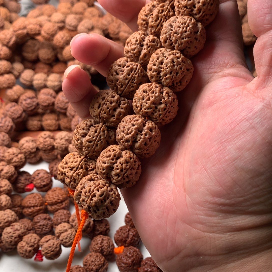 手串金刚菩提23龙牙超头单独一棵树