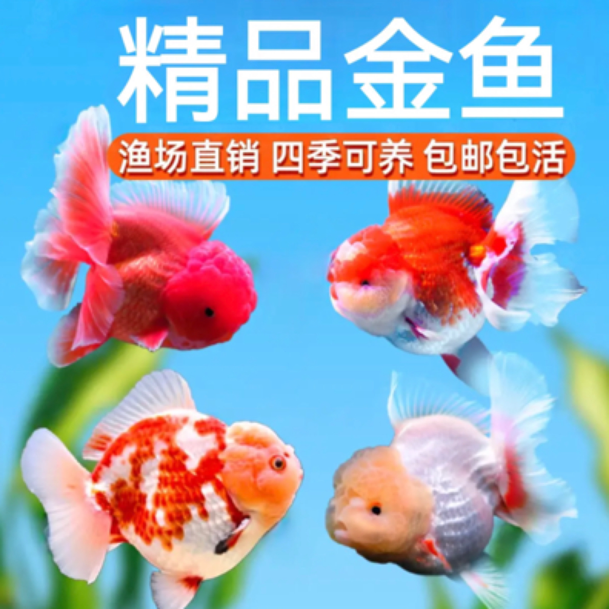 精品大金鱼 11条 8-10公分 包邮混搭发货