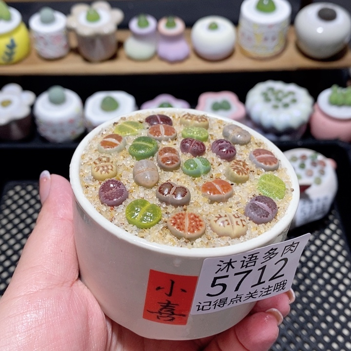 带盆土植物 一物一拍5712