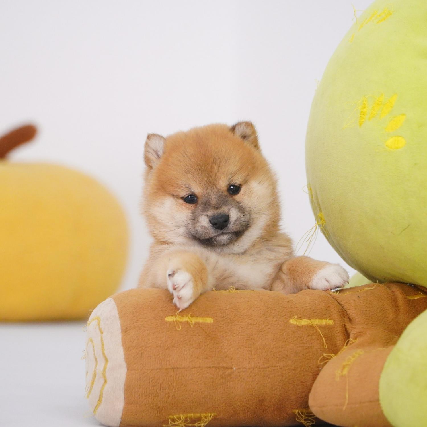 【预定非全款】柴犬赤色母活体狗狗幼犬2986纯种双血统家庭宠物
