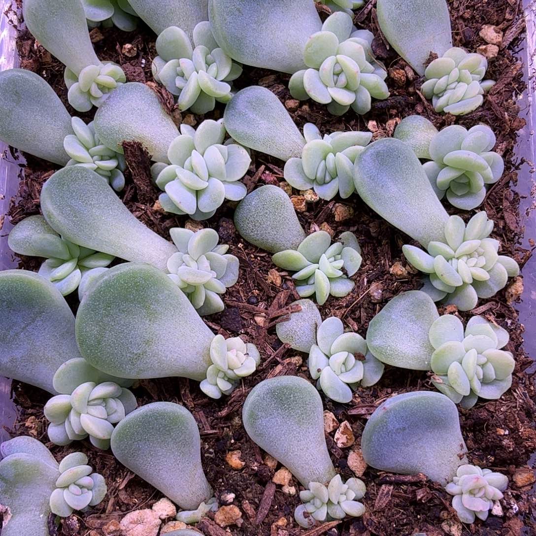 甜心2909帕帕拉恰一物一拍