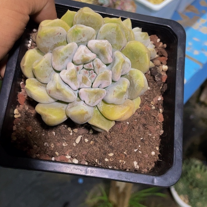 超奶一物一拍哦哦哦