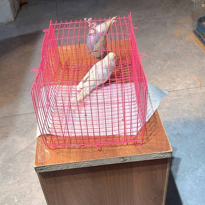 虎皮鹦鹉特色大头鹦鹉