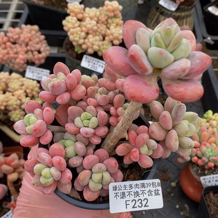 樱花洛神11cm232多肉植物