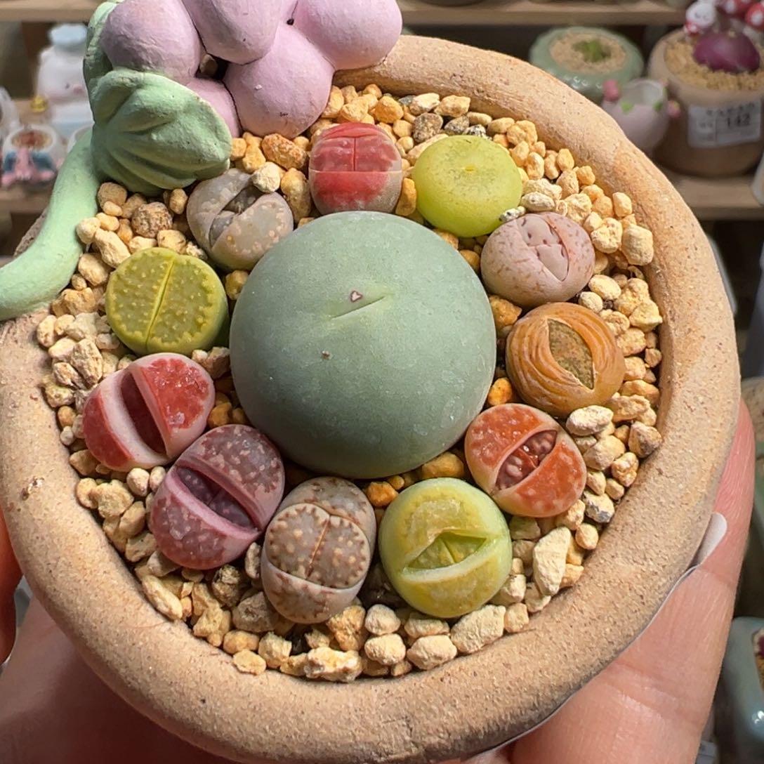 多肉植物206号组合