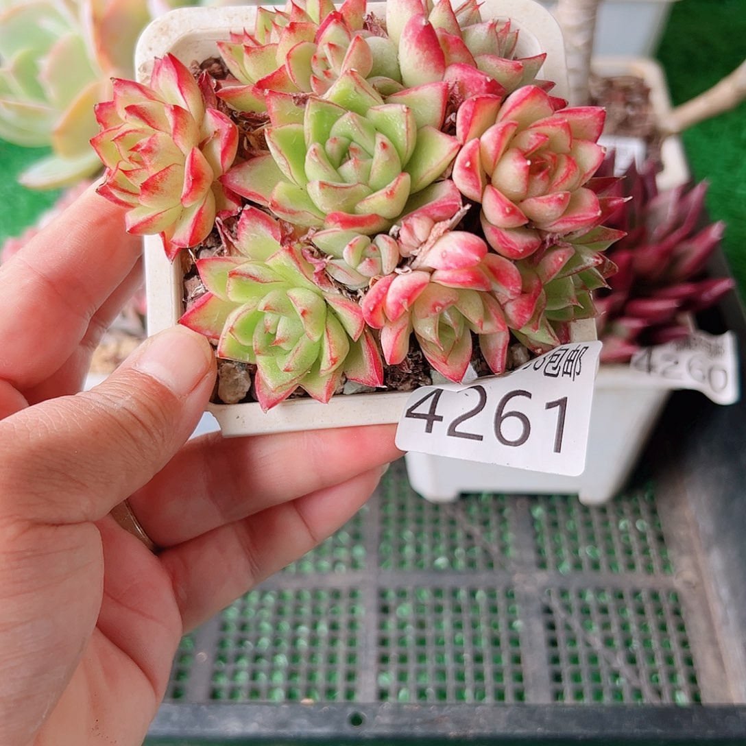 无花朵多肉一物一拍植物4261