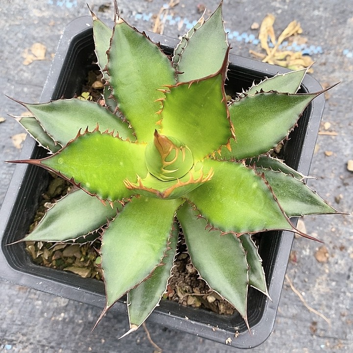 【闪购商品】鱼*温龙舌兰绿植