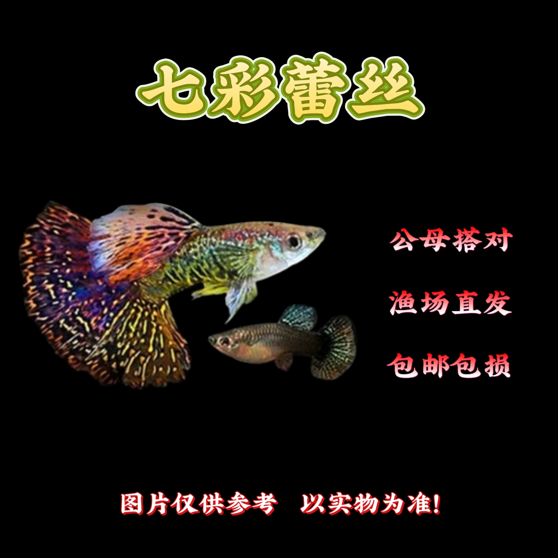 精品【七彩蕾丝】纯种孔雀鱼公母搭对小型热带鱼好养好繁殖观赏鱼