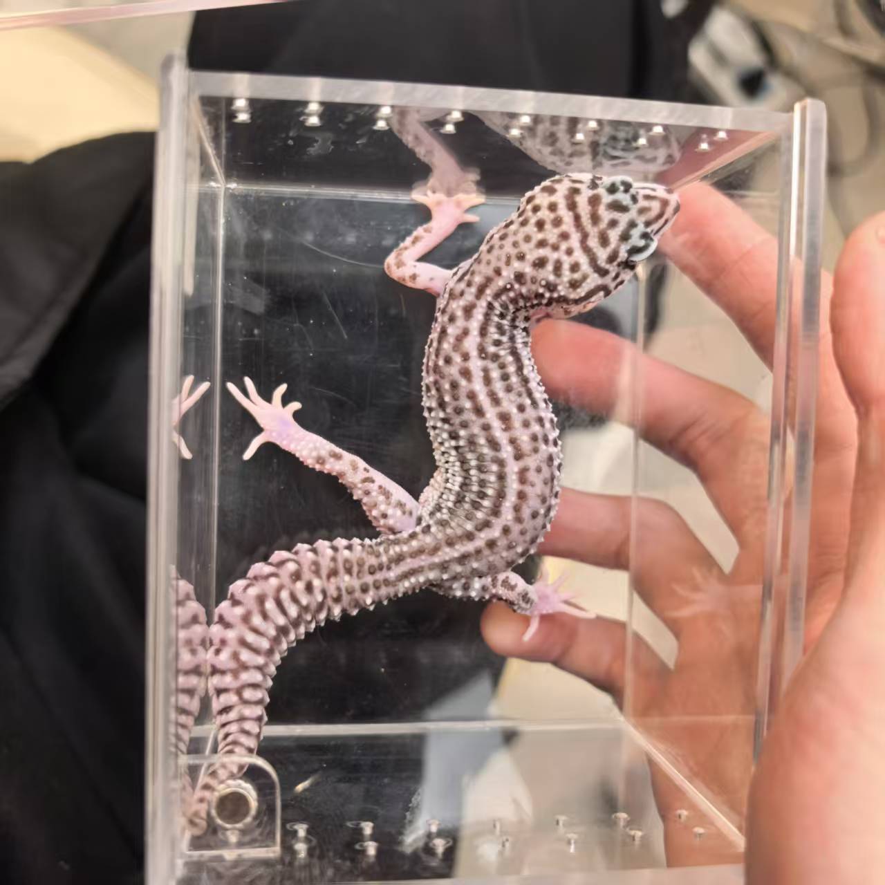 直播竞拍超级雪花 豹纹守宫