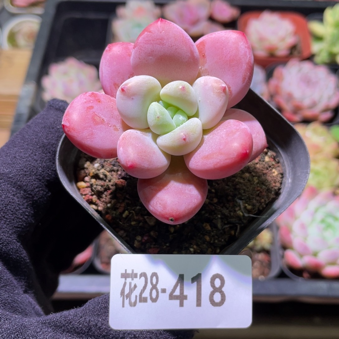 花利美28-418洛神