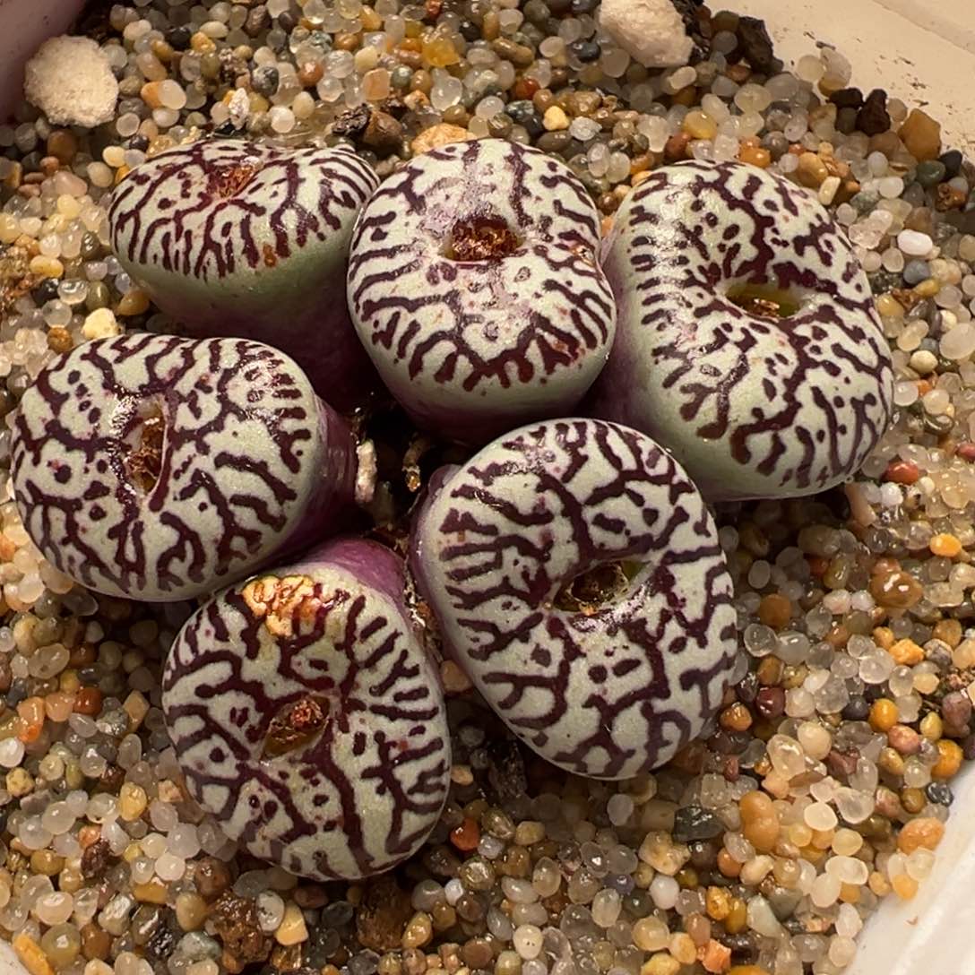 紫墨群多肉植物百科