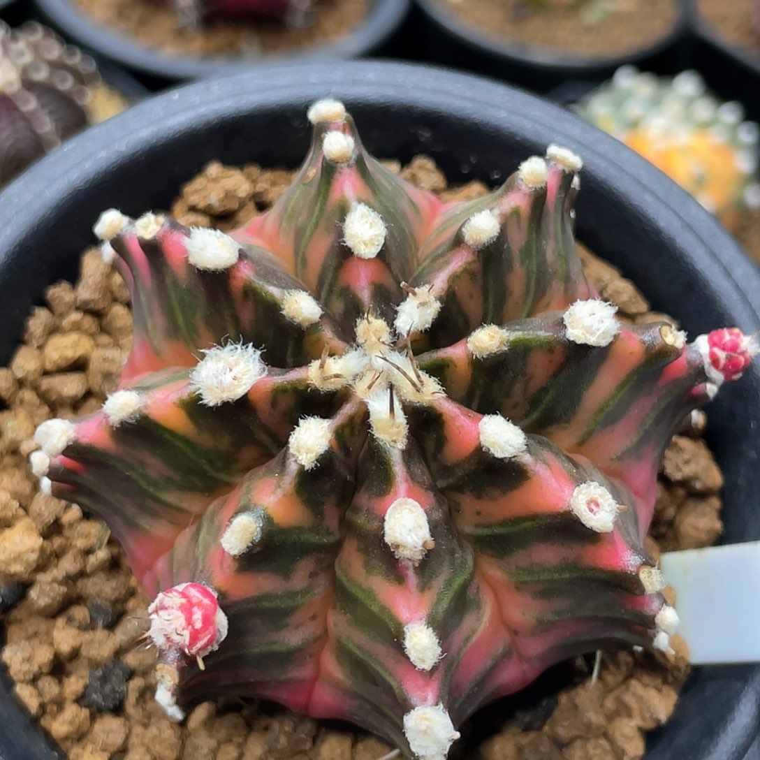 泰系实生根，臀锦规律虎斑锦