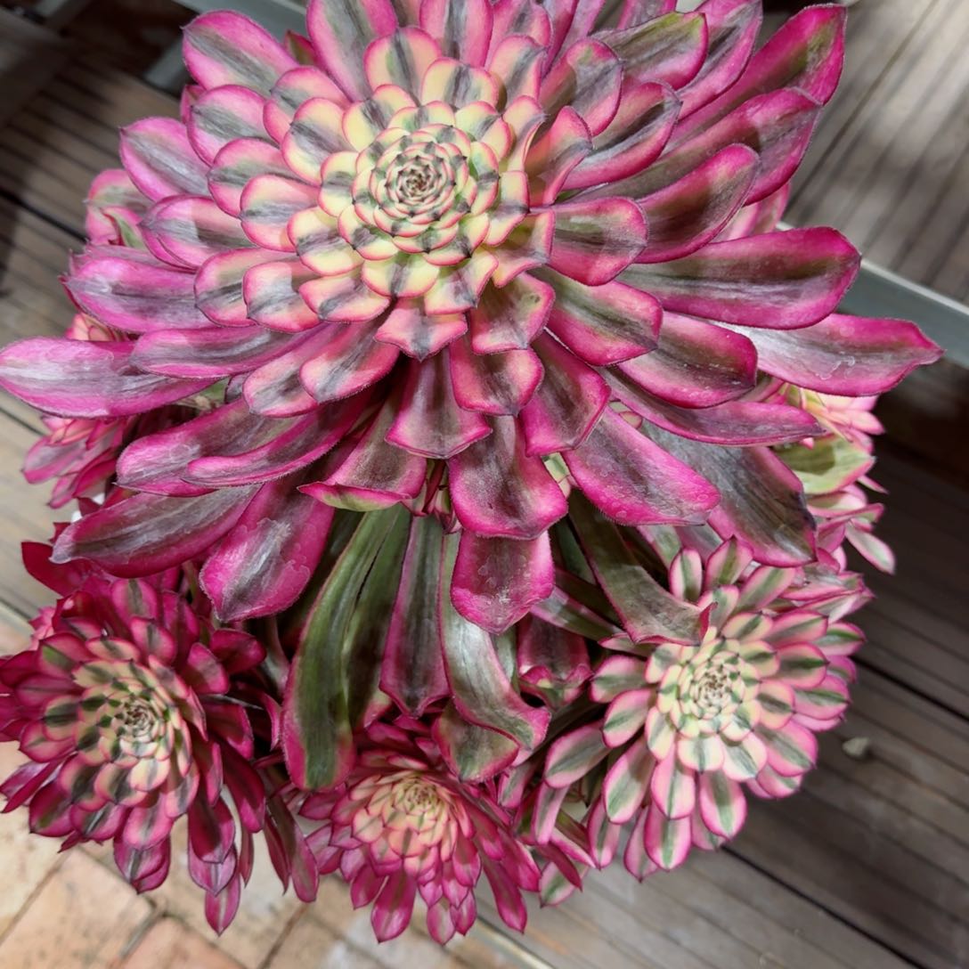 奶*多肉植物发货发货