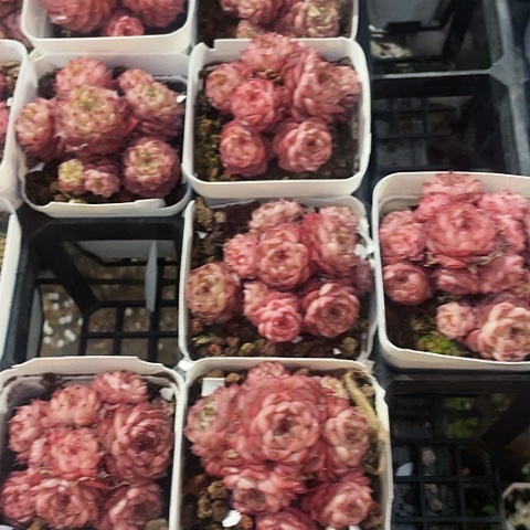 摩卡12.8一盆888888