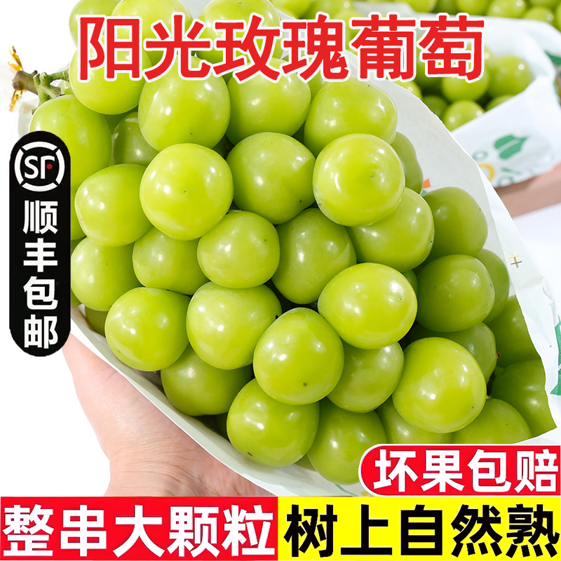 明日达【基地头茬直采】LM高原阳光玫瑰无籽葡萄香印提新鲜水果3斤云南省