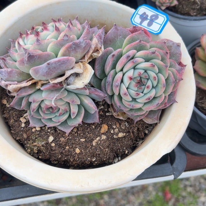 g***i一物一拍吉娃娃多肉48