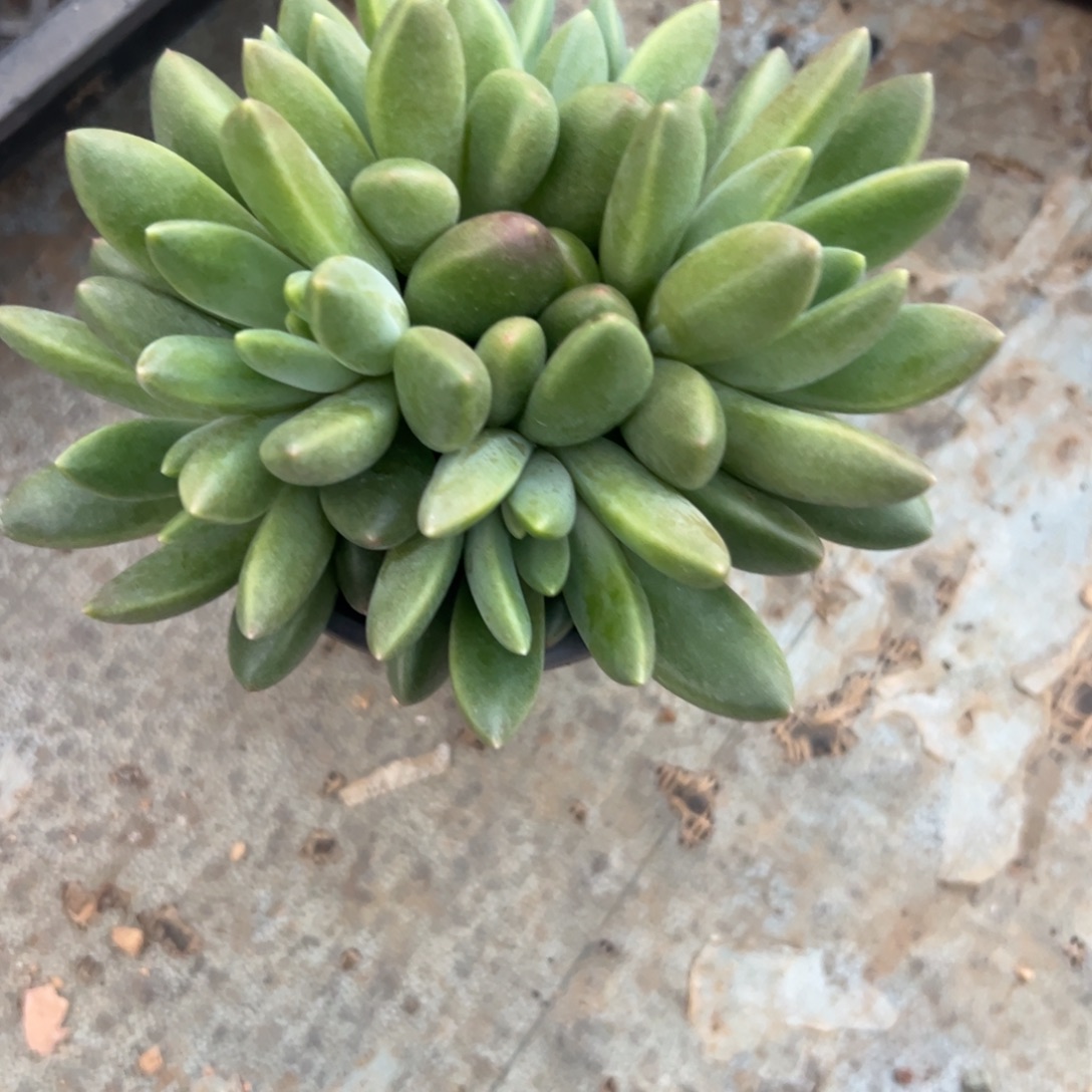 赵***)多肉植物多肉植物