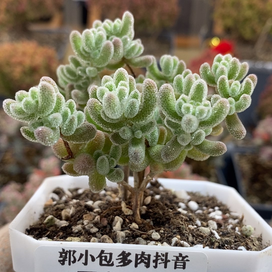 优选冰晶7208枝干番杏