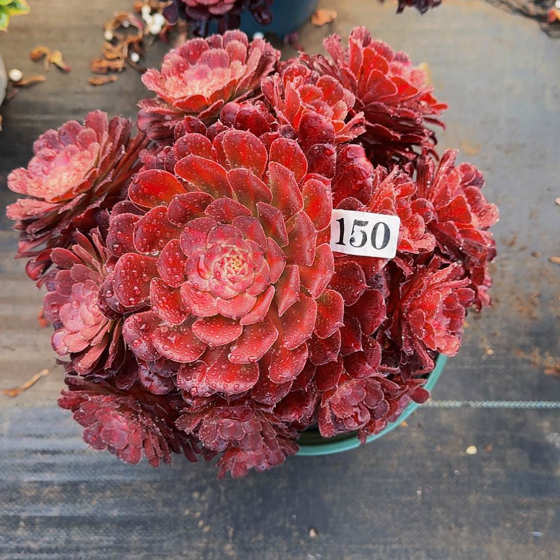 150安琪拉多肉植物