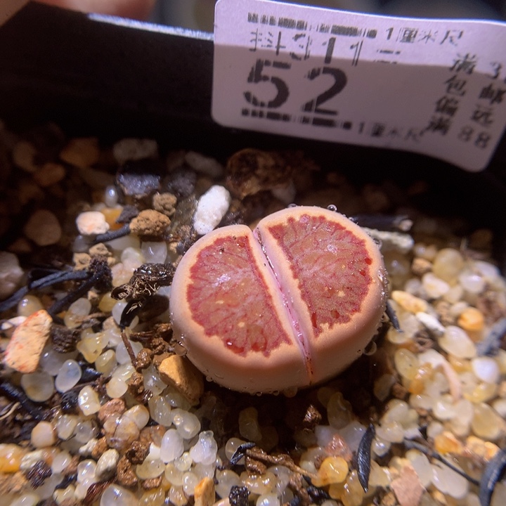 精品生石花311.52