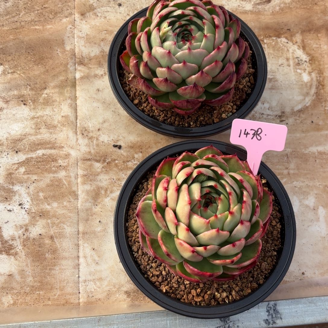 惊鸿仙子好看1438号