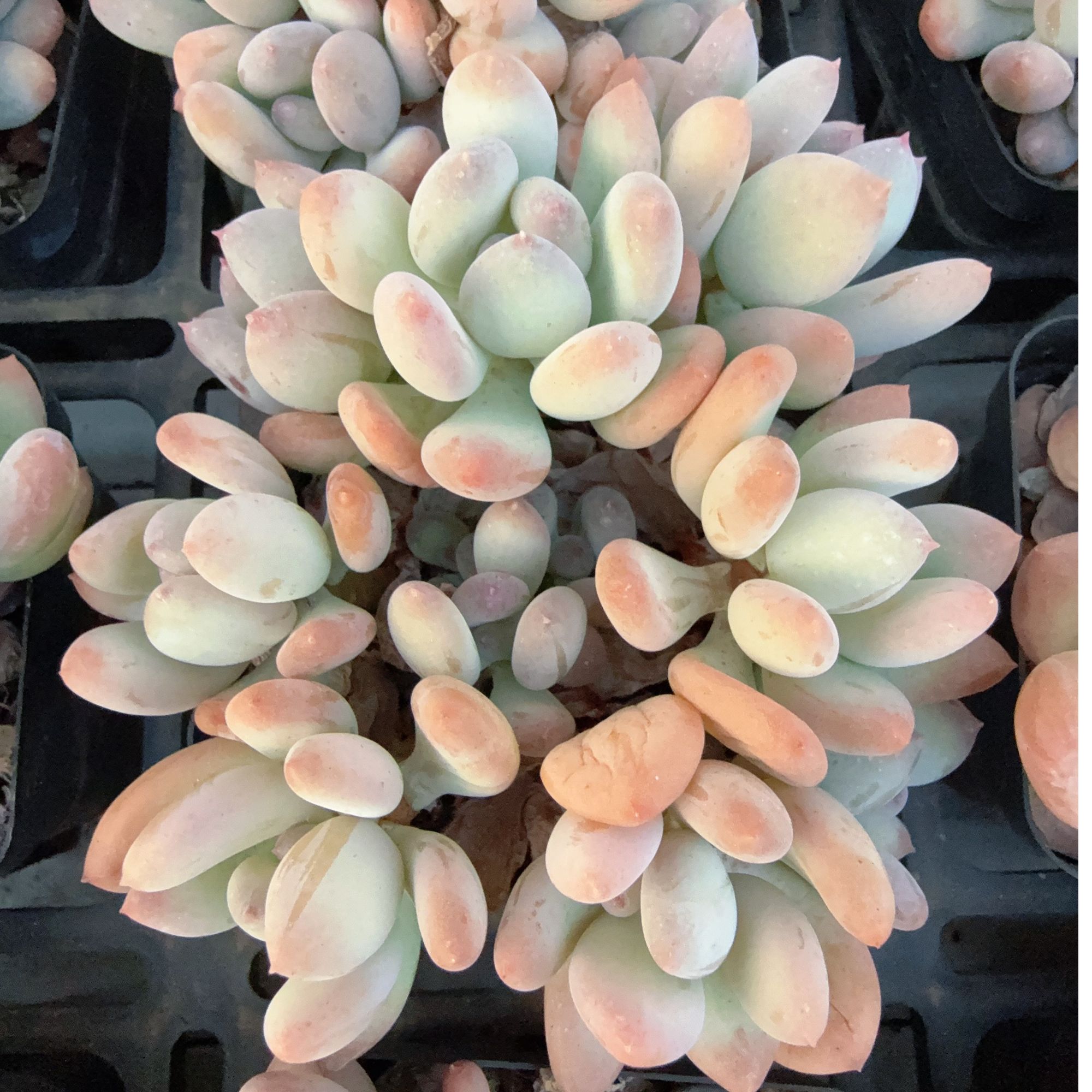 70#多头三日月美人无砍（7-9cm）脱土