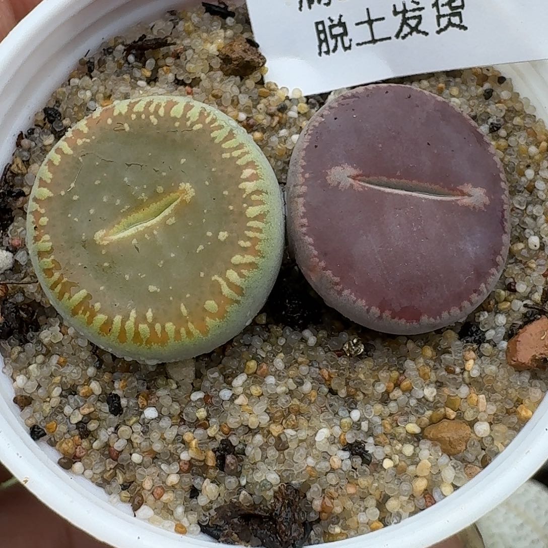 54多肉哈哈哈哈哈哈哈哈